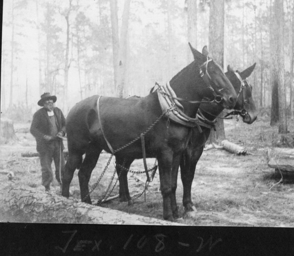 vintage photo of logger with two mule team